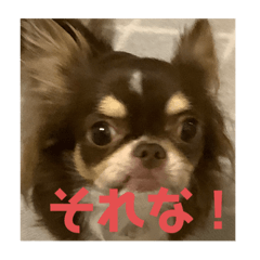 [LINEスタンプ] イヌ三昧ver4