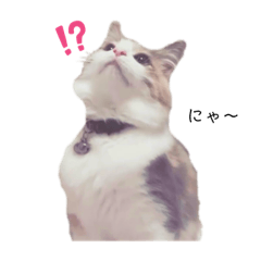 [LINEスタンプ] 愛猫シエル（お喋り）