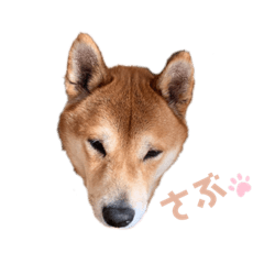 [LINEスタンプ] 柴犬のさぶスタンプ