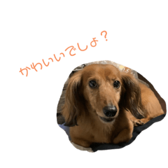 [LINEスタンプ] ぽんちゃんシリーズ2