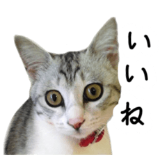 [LINEスタンプ] うちのチビ猫スタンプ