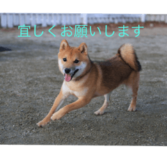[LINEスタンプ] 大福チャンネル公式スタンプ
