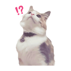 [LINEスタンプ] 愛猫シエル