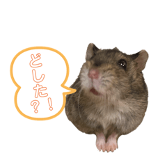 [LINEスタンプ] ジャンガリアンの表情読み取れない