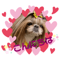 [LINEスタンプ] シーズーのウニちゃん