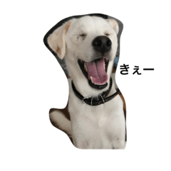[LINEスタンプ] ラッキーの日常！