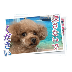 [LINEスタンプ] トイプードル面白編第1弾スタンプ
