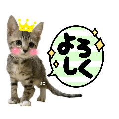 [LINEスタンプ] みらいねこ横濱⑤