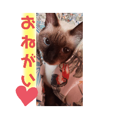 [LINEスタンプ] あざとかわいい猫