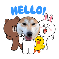[LINEスタンプ] 柴犬まる(マル)