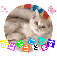 [LINEスタンプ] ねこまーち クリームプリンス