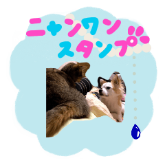 [LINEスタンプ] ニャンワンちゃん日常会話