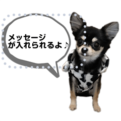 [LINEスタンプ] 小春のメッセージスタンプ