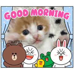 [LINEスタンプ] 茶白猫むむの子猫の時スタンプ