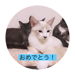 [LINEスタンプ] 可愛いレモンスタンプ