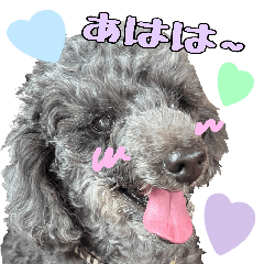 [LINEスタンプ] トイプードル くろぷーのましゅくん