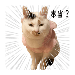 [LINEスタンプ] 猫村(とびみけ姉妹、茶とら・さび姉妹)の画像（メイン）