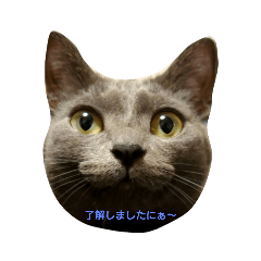 [LINEスタンプ] 猫スタンプ第1弾！