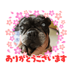 [LINEスタンプ] わんず✩