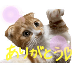 [LINEスタンプ] 我が家の茶々丸゛第1弾゛