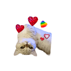[LINEスタンプ] 小喬のつぶやきvo1
