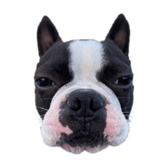 [LINEスタンプ] 犬戦士ぶんぶん3