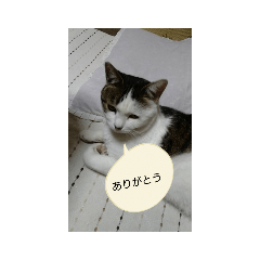 [LINEスタンプ] nekoの話