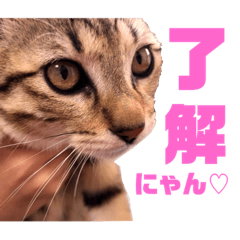 [LINEスタンプ] ネコの日常だにゃん