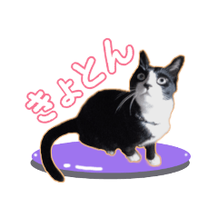 [LINEスタンプ] 猫みたいにしているネコ2