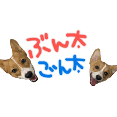 [LINEスタンプ] コーギーのぶん太くんとごん太くん