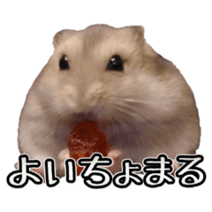 [LINEスタンプ] よいちょまるスタンプ