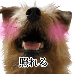 [LINEスタンプ] ノーフォークテリアのちょこのスタンプ2