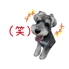 [LINEスタンプ] うちの官兵衛さん！