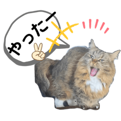 [LINEスタンプ] 短足マンチカンのクリスタちゃん♀11