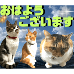 [LINEスタンプ] ねねこ♡毎日使えるご挨拶〜⑬実写猫と風景