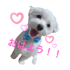 [LINEスタンプ] 癒しのちょびすけ