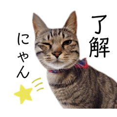 [LINEスタンプ] コムギ日記のフォロワー様スタンプ⑤