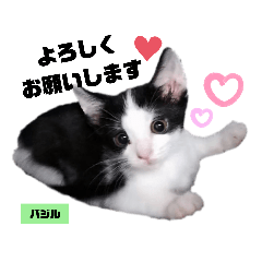 [LINEスタンプ] みらいねこ横濱⑥。