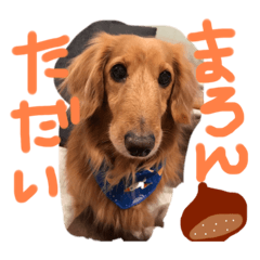 [LINEスタンプ] 木下家のマロン♂