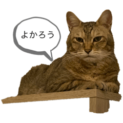 [LINEスタンプ] 廉太郎は猫です。