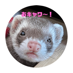 [LINEスタンプ] ぴのぴのぴーちゃん連絡スタンプ