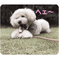 [LINEスタンプ] あいづちパルム♩トイプードル