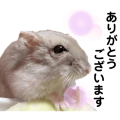 [LINEスタンプ] ジャンガリアンのねむちゃん 敬語ver.