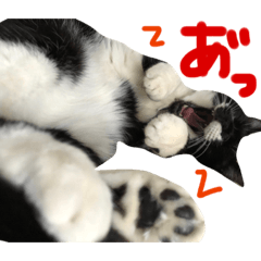[LINEスタンプ] モルガナちゃんスタンプ2
