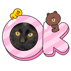 [LINEスタンプ] くめけのくろちゃん