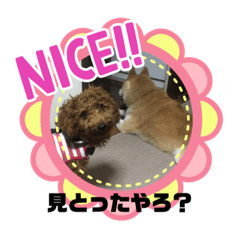 [LINEスタンプ] 柴とプー(o^^o)