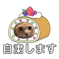 [LINEスタンプ] うちの猫たち。カイ、ムギ、チロル。