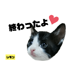 [LINEスタンプ] みらいねこ横濱⑦