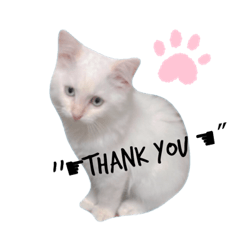 [LINEスタンプ] White cats しろねこ 白猫