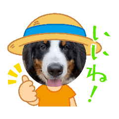 [LINEスタンプ] 集まれワンコ・明るくいこう！